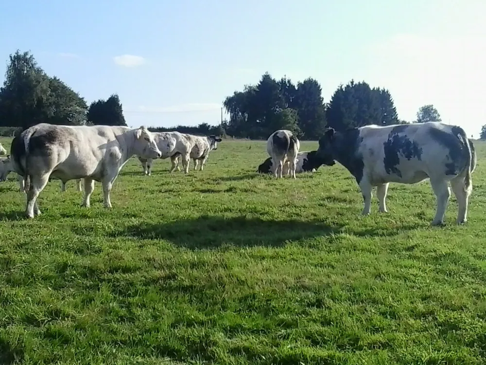 Grossiste en viande à Wayaux