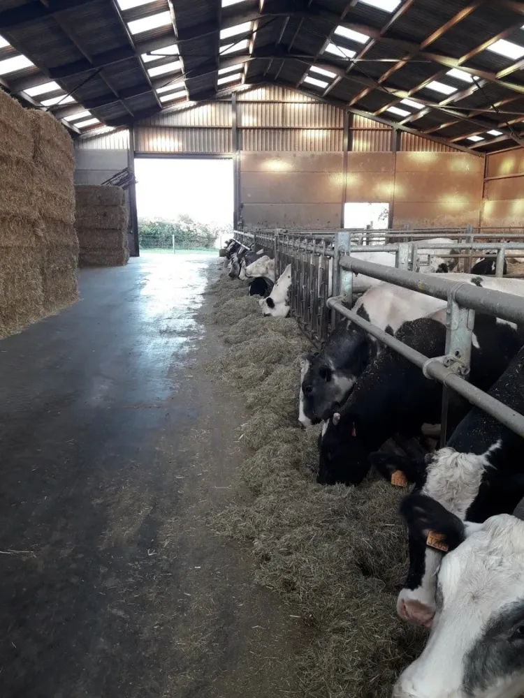 vaches