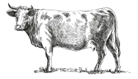 vache-traits vache-traits