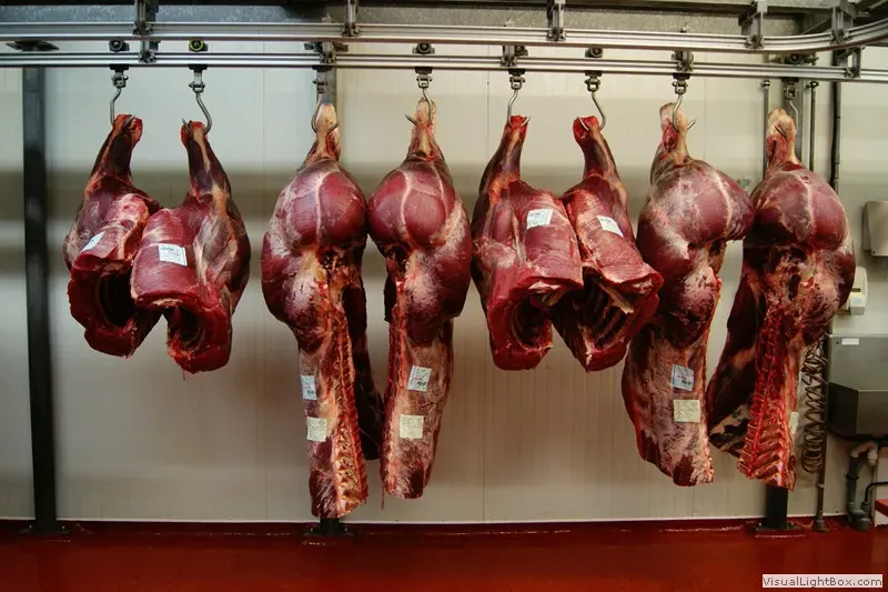 porc-belge